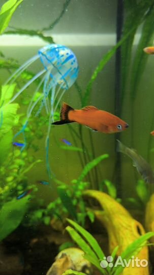Рыбки, грунт, лимонник