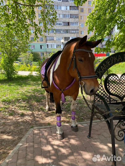 Катание на лошадях,на праздник,фотоссесии