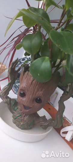 Грут и цветок любви