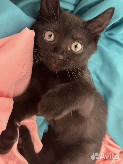 Котёнок девочка