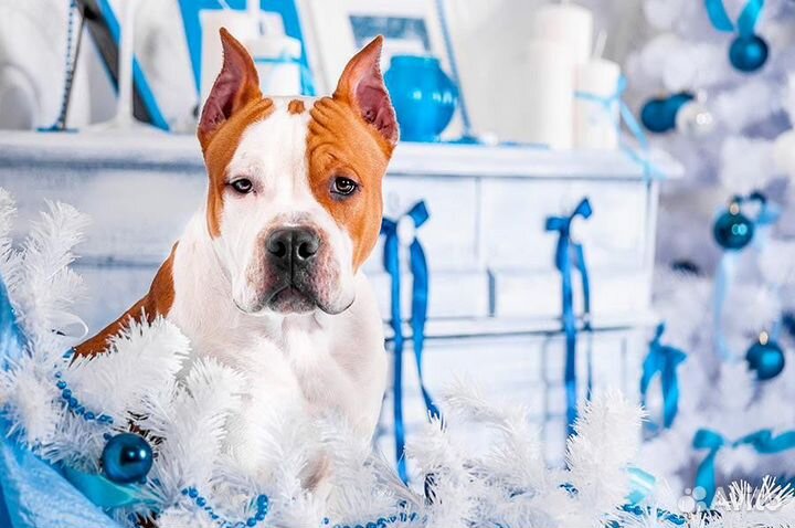 Фотосессия с собакой (фотограф-анималист)