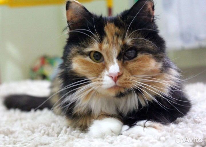 Кошки в добрые руки бесплатно