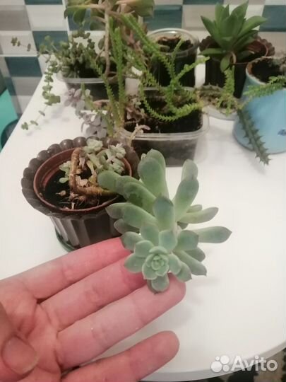 Суккуленты набор