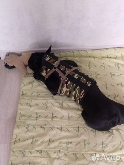 Лечебные корсеты для животных