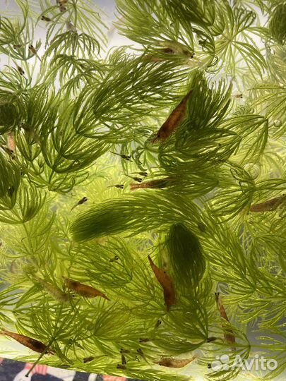 Креветки вишня