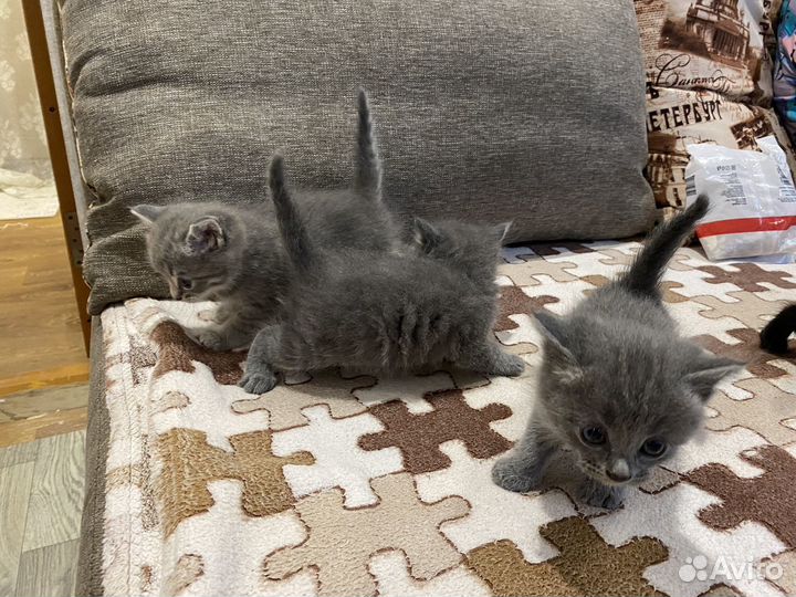 Котята в добрые руки