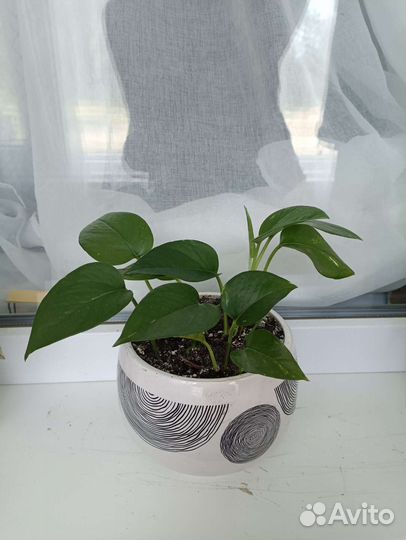 Сингониум, спацифилиум