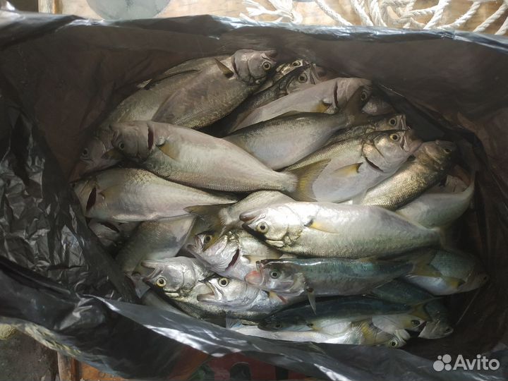 Рыбалка\Прогулки на катере