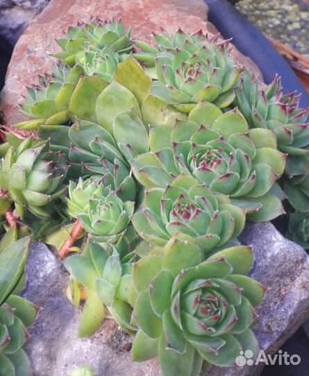 Молодило (каменная роза)