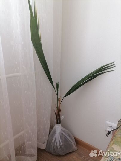 Пальмы 2е из Туниса