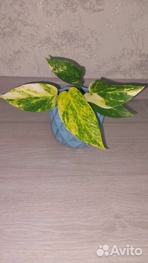 Эпипремнум золотистый