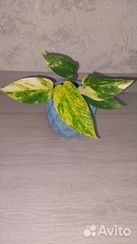 Эпипремнум золотистый