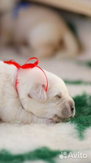 Лабрадор ретривер щенки