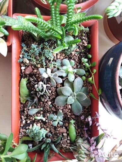 Суккуленты микс. Спатифиллум