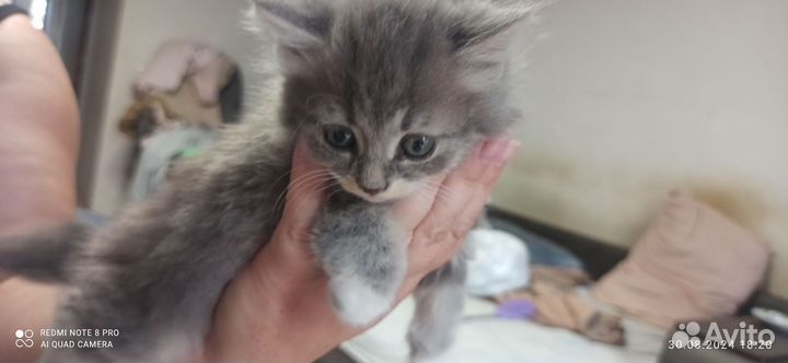 Отдам кота в добрые руки