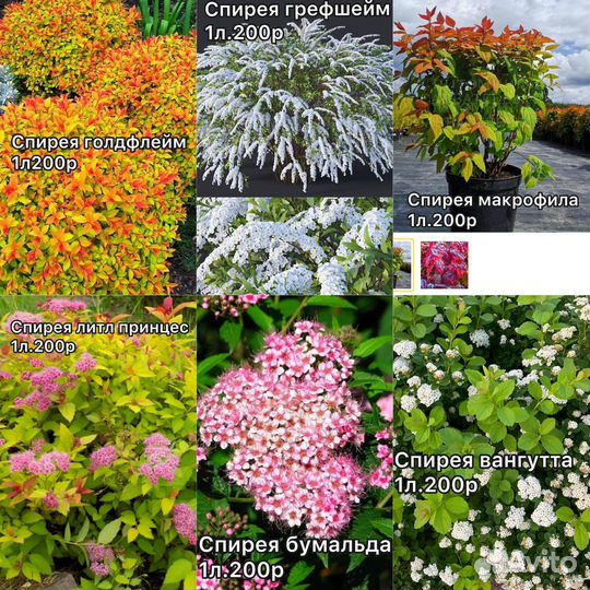 Декоративные кустарники и деревья