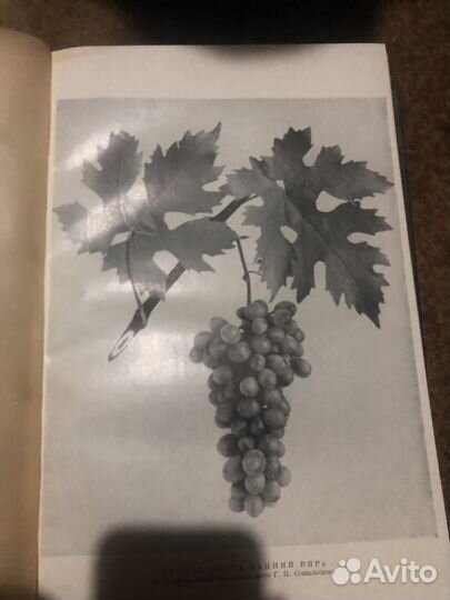 Ампелография СССР 1955 года 5 том