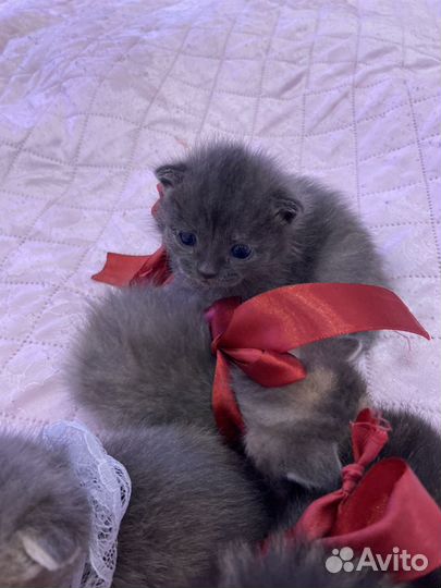 Отдам милых котят в добрые руки