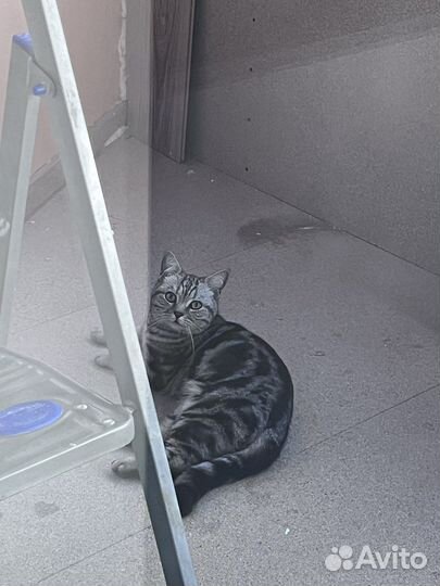 Кот-потеряшка