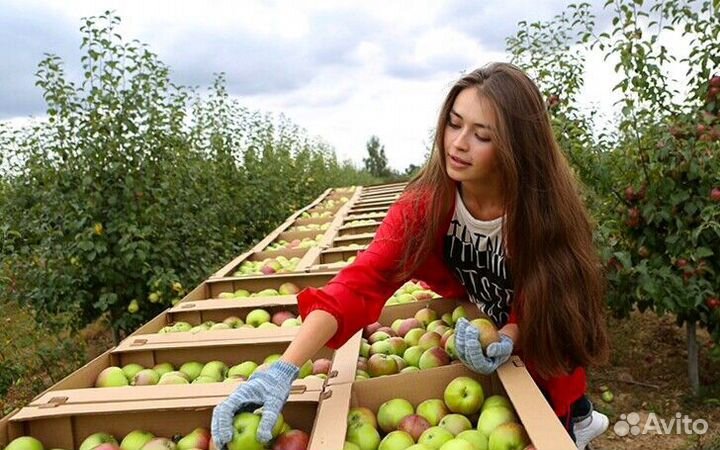 Сборщик яблок вахта