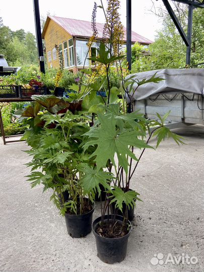 Бузульники