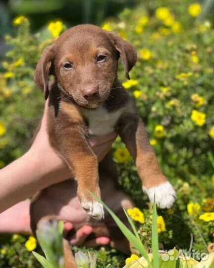 Щенок в добрые руки маленькой собаки