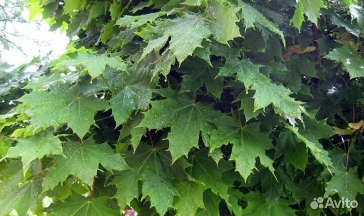 Клен остролистный