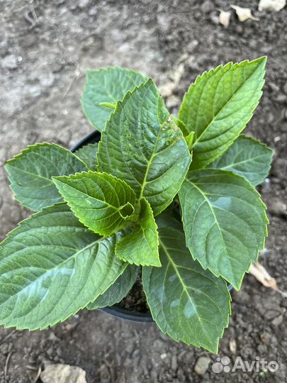 Гортензия крупнолистная в горшке