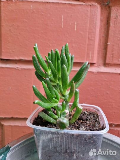 Крассула толстянка хоббит,овата