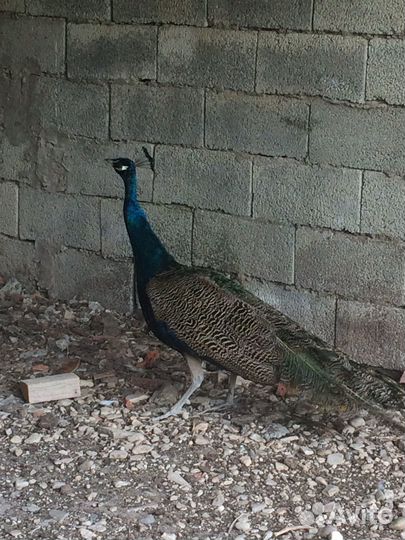 Павлин самец