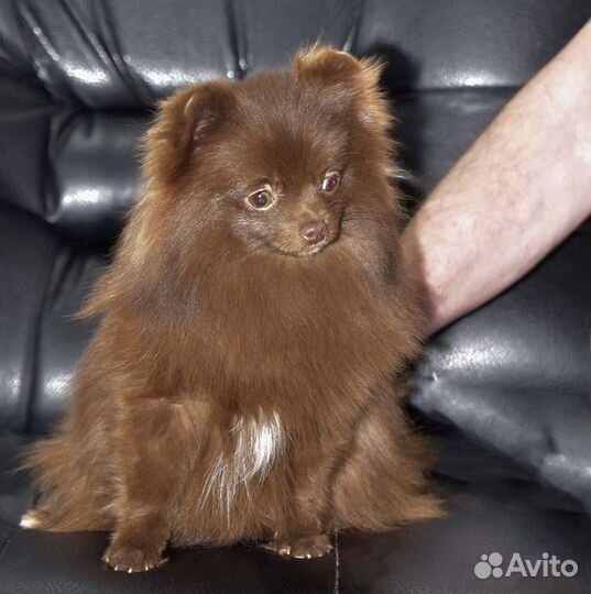 Мини девочка померанского шпица коричневого окраса