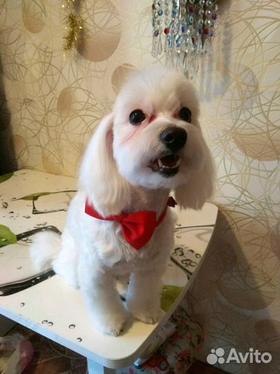 Стрижка собак на дому. Грумер