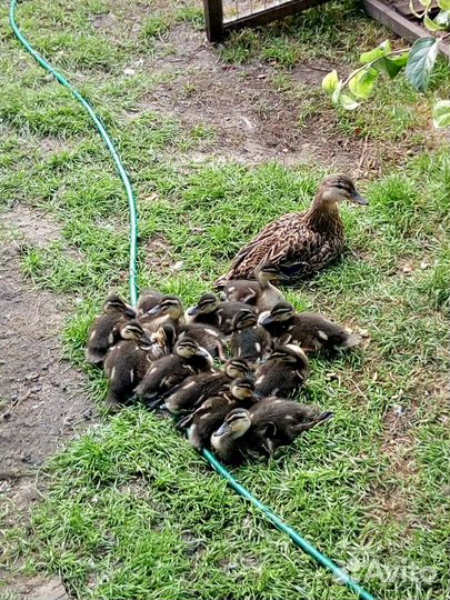 Подсадные утки