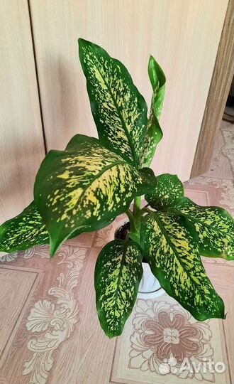 Диффенбахия