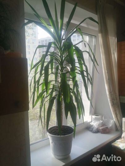 Пальма юкка