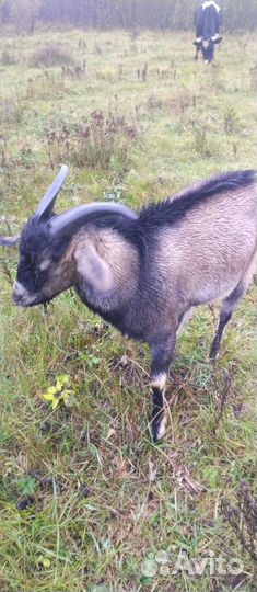 Козел и коза