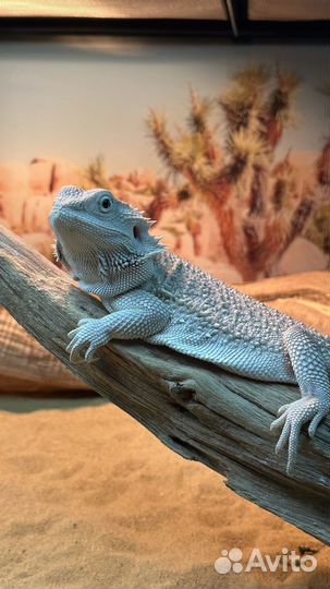 Бородатая агама с террариумом