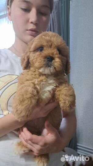 Щенки кавапу