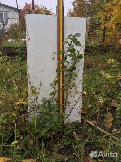 Саженцы и плоды айвы японской (хеномелес)