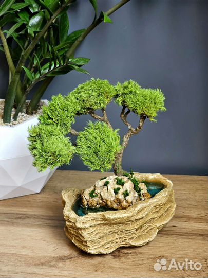 Дерево бонсай