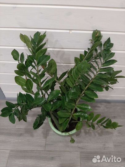 Замиокулькас