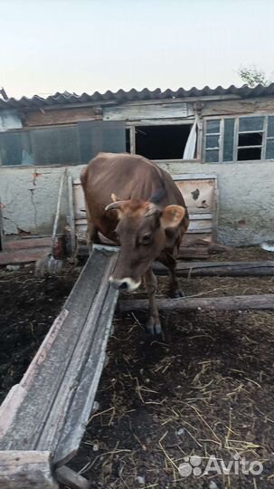 Корова дойная