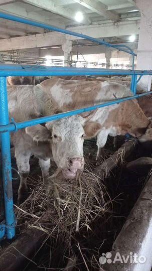 Нетель породы 