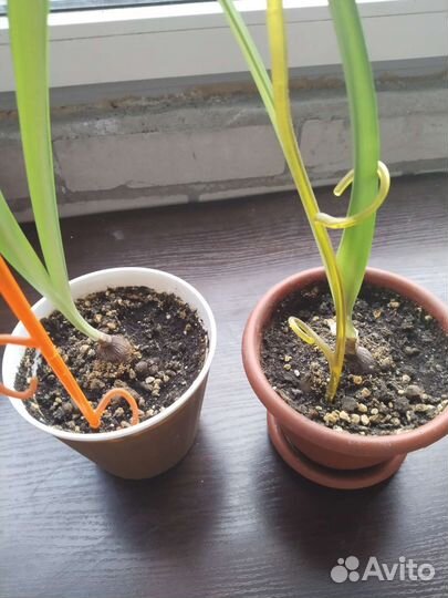 Гиппеаструм амариллис