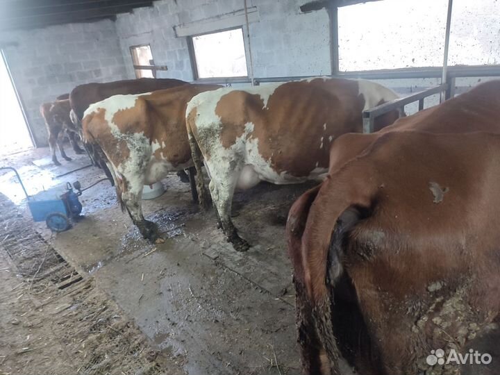 4 дойные коровы