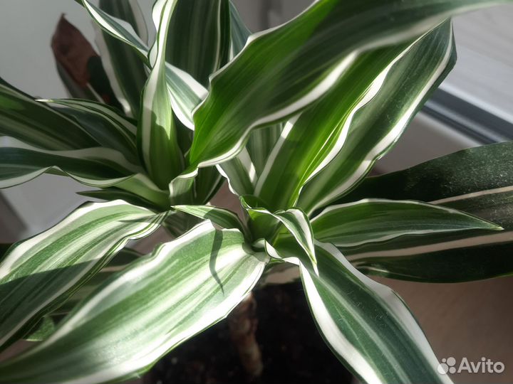 Драцена Лимон Лайм