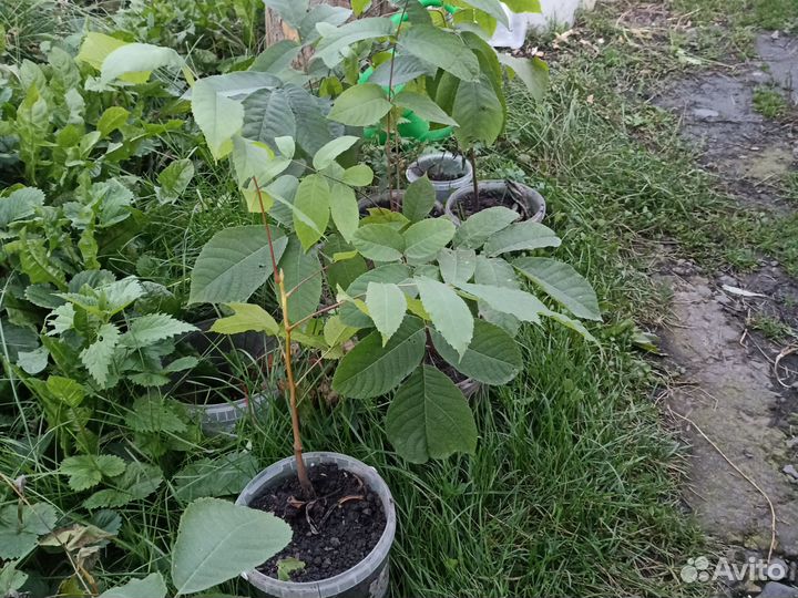 Манжурский орех саженцы