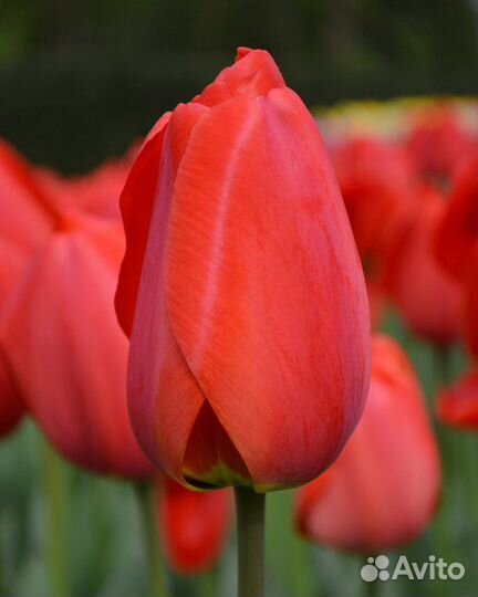 Тюльпаны сорт Парад