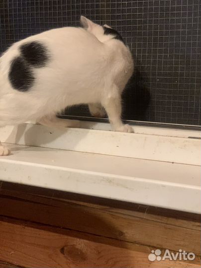 Котёнок девочка 3 мес