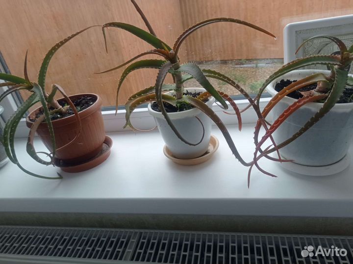 Алоэ вера лечебный